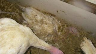 Animals kept in cruel conditions