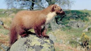Pine Marten