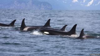 Killer Whales