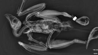 X-ray of the female goshawk with both legs broken