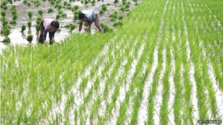Chinese farmers planting rice
