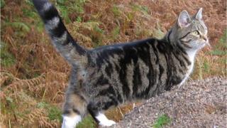 Wowzer the cat