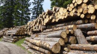 Logs in forest
