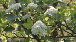 Ley's Whitebeam (Sorbus leyana)