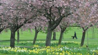 Harrogate Stray