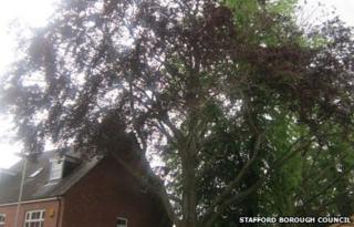 Trees