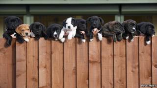 Dogs