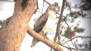Short-toed eagle