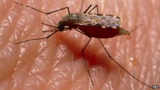 Mosquito