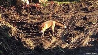 Fox