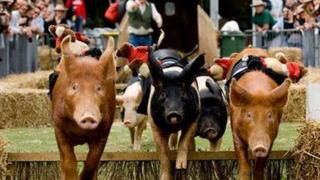 Pig racing