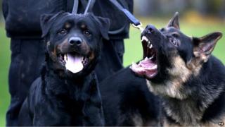 German Shepherd police dog Archie, right, barks at Buster, a Rottweiler police dog at Greater Manchester Police's dog training unit