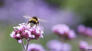 Bumblebee (Image: Amelia Collins/Friends of the Earth)