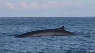 Fin whale