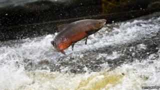 Salmon leaping in river