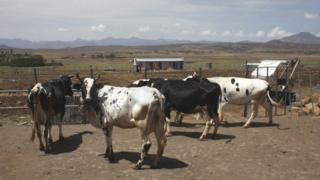 Cows relaxing in the paddock outside the cow shed