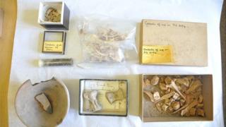 4,500 year-old animal bones, pottery and seeds