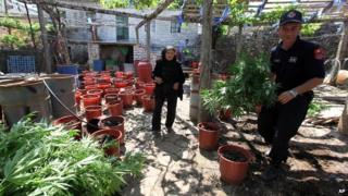 Albanian police officers display seized marijuana in the lawless village of Lazarat on 20 June 2014