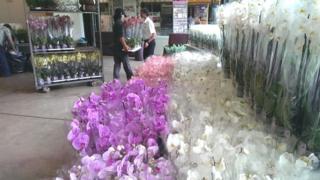 Orchids