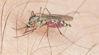Mosquito with parasite sucking blood