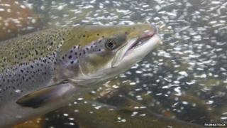 Salmon