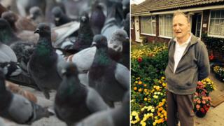 Pigeons and Clifford John Coots