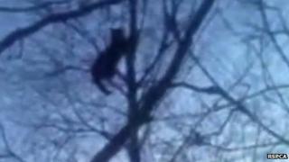 Cat in tree