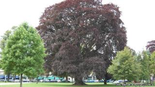 Tree in Montpellier Gardens, Cheltenham