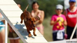 Dog playing at Bibione beach