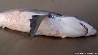Department of Fisheries - Western Australia