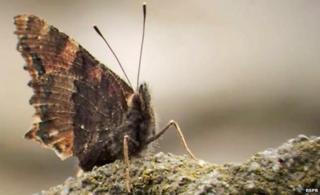 Yellow legged tortoiseshell butterfly
