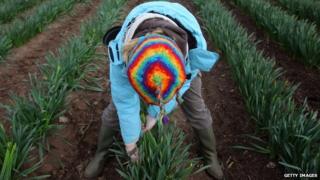 Farm worker picking daffodils
