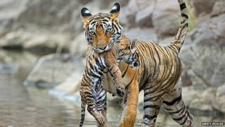 Tiger and cub