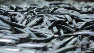 Anchovies