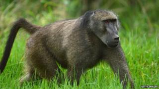 Baboon