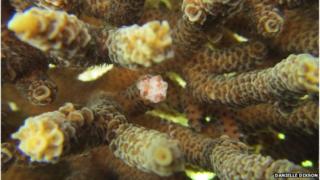 coral
