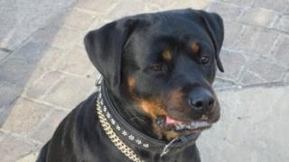 Rottweiler