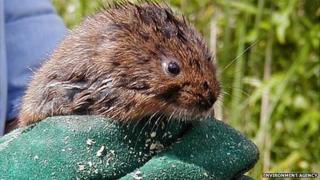 Water vole