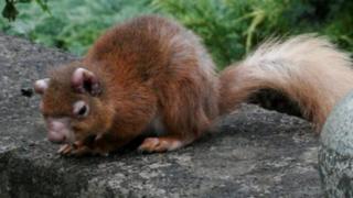 An infected red squirrel