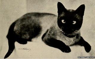 Cat