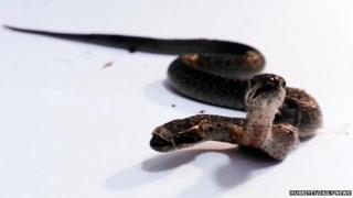 Two-headed snake