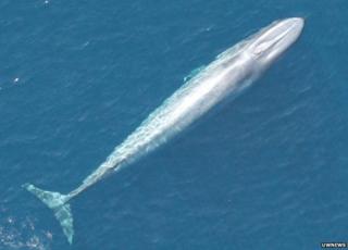 whale