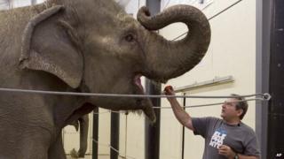 Jim Laurita, executive director and founder of Hope Elephants, feeds a carrot to one of the two retired circus elephants at his not-for-profit rehabilitation and educational facility in Hope, Maine 13 November 2013
