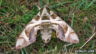 Oleander Hawkmoth