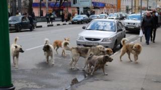 Stray dogs in Sarajevo