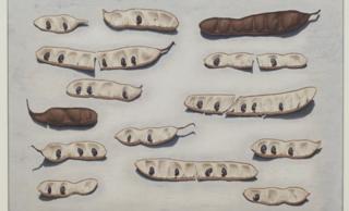 Seed Pods by Sigrid Muller