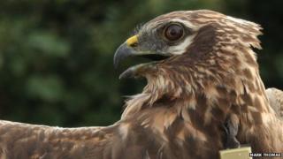 The missing Montagu's harrier