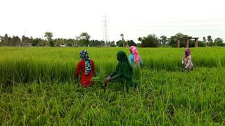 Женщины собирают рис на рисовых полях