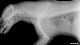 X-ray of badger 41 showing bullet wound