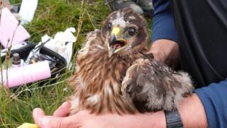 Hen Harrier